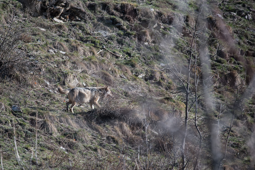 lupo, montagna, fotografia naturalistica, gravida, emozione